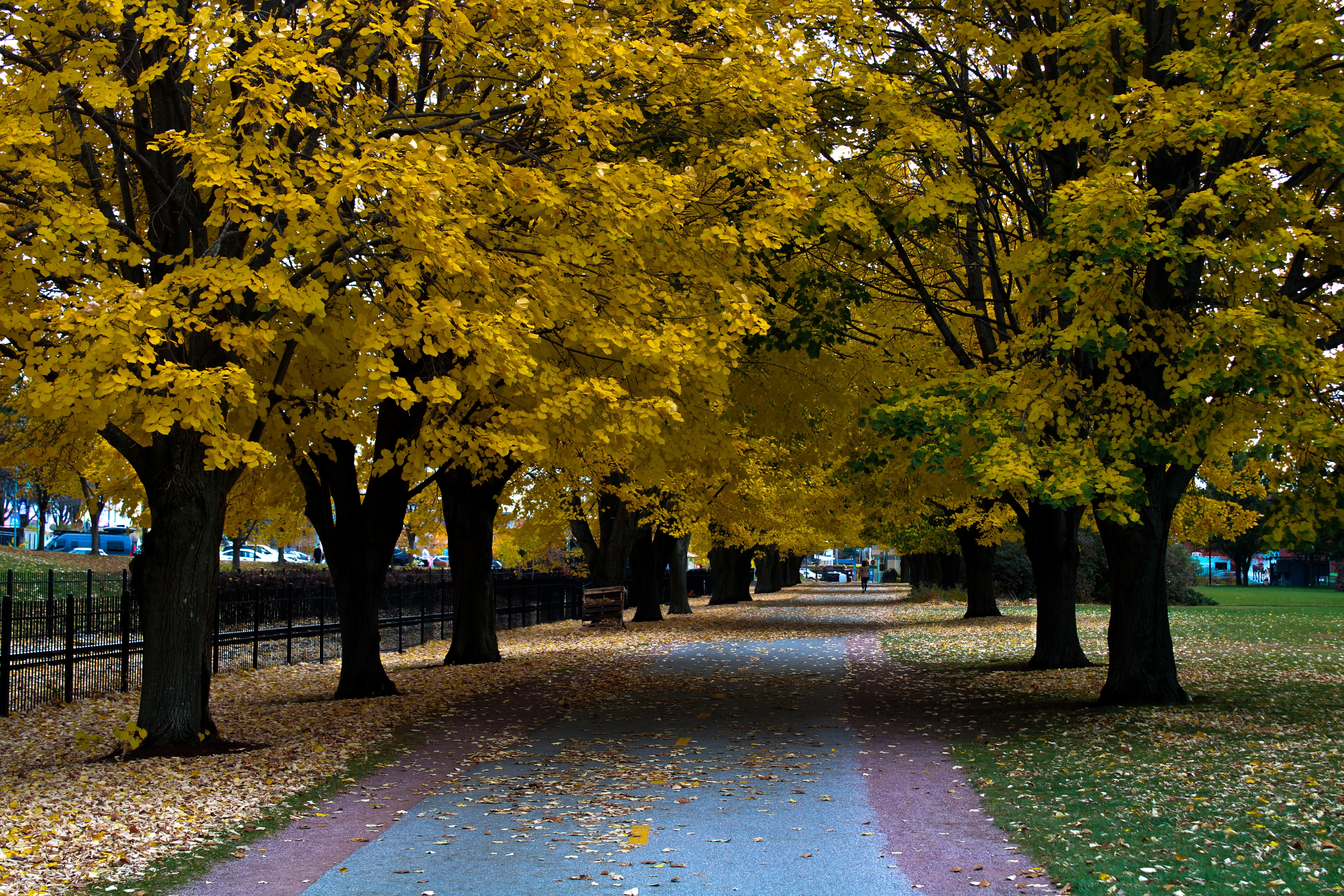 Tree-lined park path with golden autumn foliage in Burlington, VT